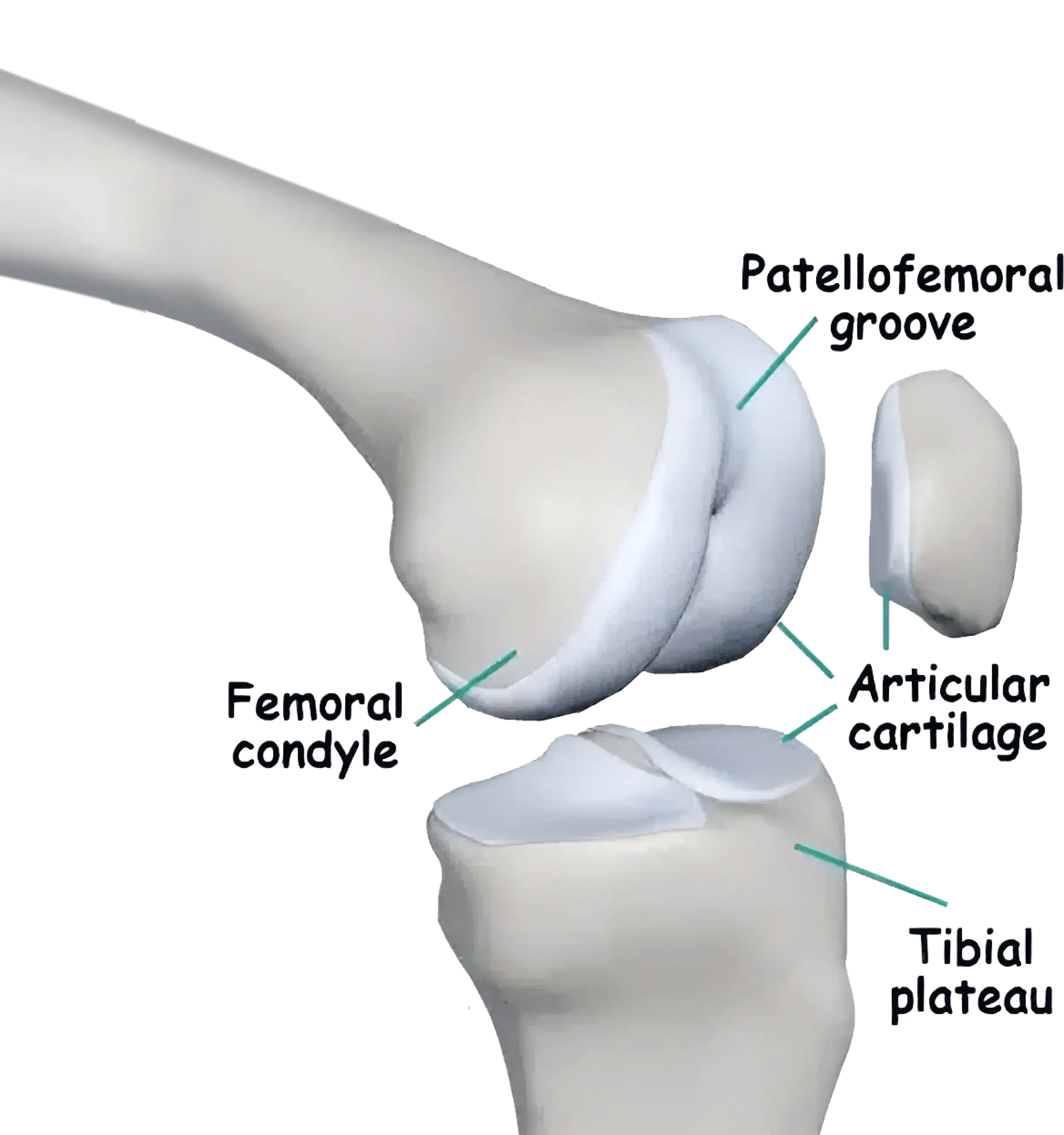 articular cartilage image