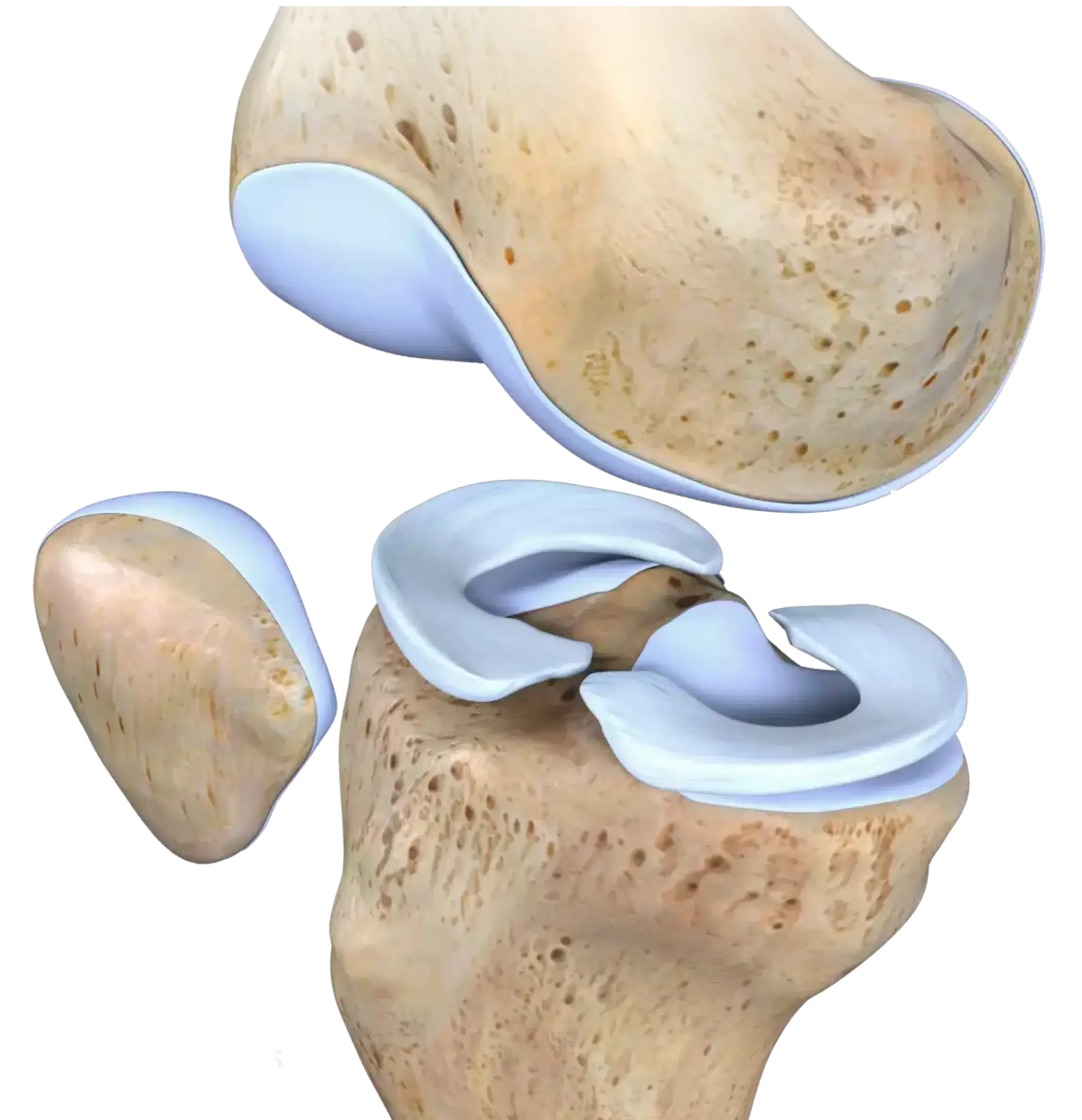 Is the meniscus the same as cartilage? illustration
